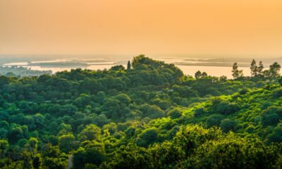 Florestas brasileiras